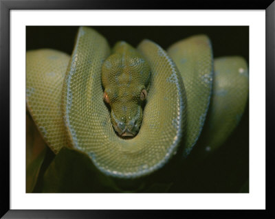 A Close View Of An Immature Resting Green Tree Python by Taylor S. Kennedy Pricing Limited Edition Print image