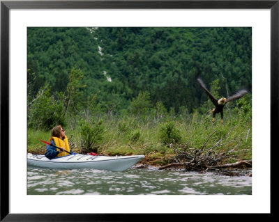 A Bald Eagle Flies Past A Kayaker Near Haines by Rich Reid Pricing Limited Edition Print image