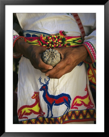 A Traditionally Dressed Huichol Man Holds A Hikuli Plant, Or Peyote by Maria Stenzel Pricing Limited Edition Print image