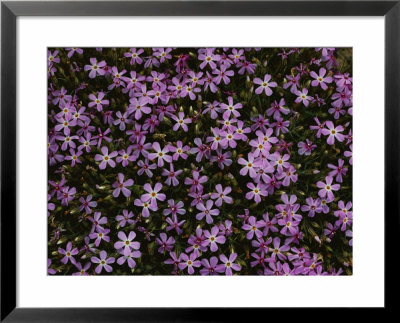 A Spray Of Purple Phlox Flowers by James P. Blair Pricing Limited Edition Print image