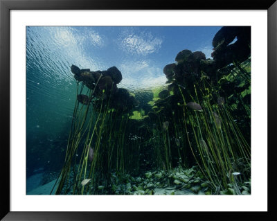 A Forest Of Long-Stemmed Water Lilies by George Grall Pricing Limited Edition Print image