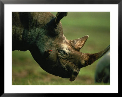 Rhino With An Oxpecker by Chris Johns Pricing Limited Edition Print image
