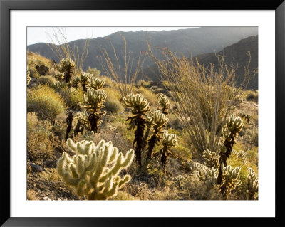 Cholla Cactus And Ocotillo Plants In The Desert Landscape, California by Tim Laman Pricing Limited Edition Print image