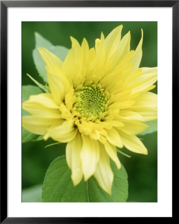 Helianthus Starburst Lemon Aurea (Sunflower) by Mark Bolton Pricing Limited Edition Print image