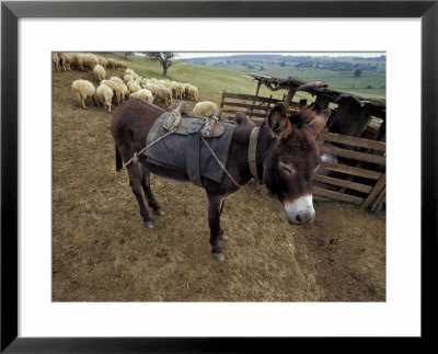 Sheep And Donkey, Fagarash Region, Brasov, Romania by Gavriel Jecan Pricing Limited Edition Print image