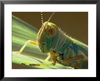 Grasshopper by Darlyne A. Murawski Pricing Limited Edition Print image