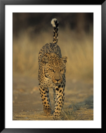 Leopard, Panthera Pardus, Duesternbrook Private Game Reserve, Windhoek, Namibia, Africa by Thorsten Milse Pricing Limited Edition Print image