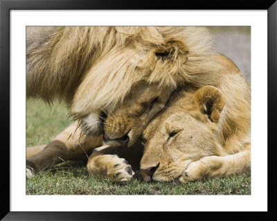Adult Male Lion Greeting His Son, Serengeti National Park, Tanzania, East Africa, Africa by James Hager Pricing Limited Edition Print image