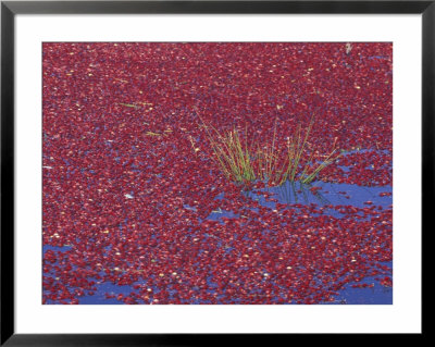 Cranberries In Bog, Long Beach, Washington, Usa by Jamie & Judy Wild Pricing Limited Edition Print image
