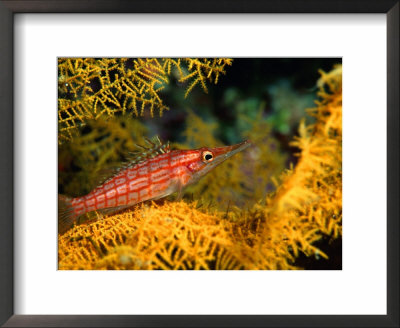 Longnosed-Hawkfish (Oxycirrites Typus), Solomon Islands by Casey Mahaney Pricing Limited Edition Print image
