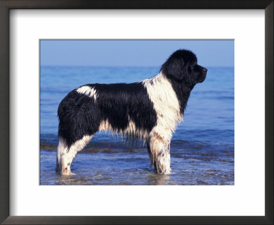 Landseer / Newfoundland Standing At The Beach by Adriano Bacchella Pricing Limited Edition Print image