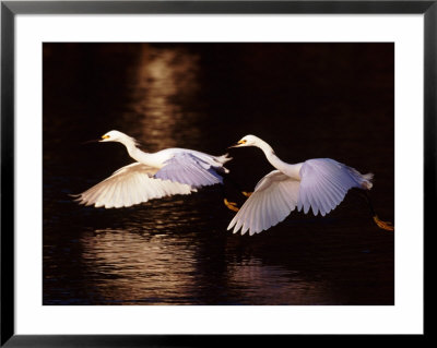 Snowy Egrets In Flight At Dawn by Charles Sleicher Pricing Limited Edition Print image