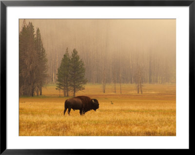 Buffalo Roaming In Field by Fogstock Llc Pricing Limited Edition Print image