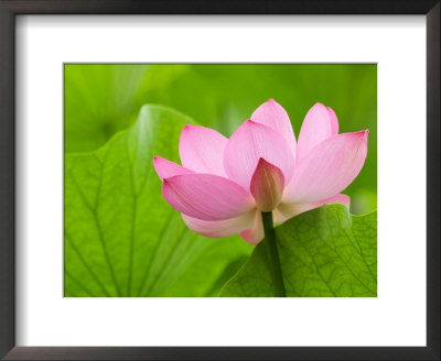 Perry's Water Garden, Lotus Bloom And Leaves, Franklin, North Carolina, Usa by Joanne Wells Pricing Limited Edition Print image