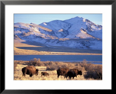 Bison Above Great Salt Lake, Antelope Island State Park, Utah, Usa by Scott T. Smith Pricing Limited Edition Print image