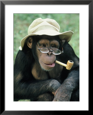 Chimpanzee With Hat And Glasses, And A Pipe by Richard Stacks Pricing Limited Edition Print image