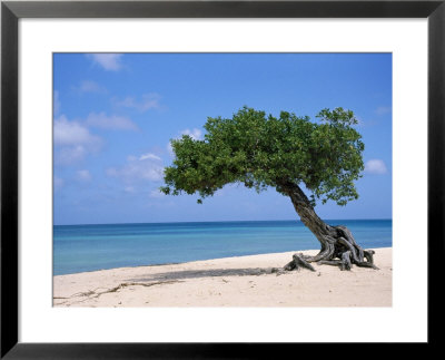 Divi Tree, Aruba by Jennifer Broadus Pricing Limited Edition Print image