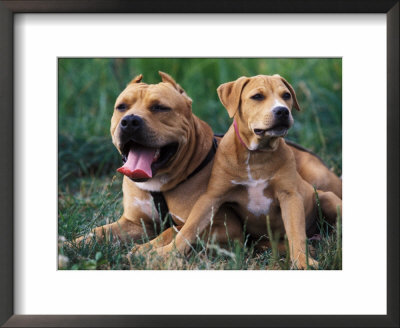 Domestic Dogs, Pit Bull Terrier With Puppy by Adriano Bacchella Pricing Limited Edition Print image
