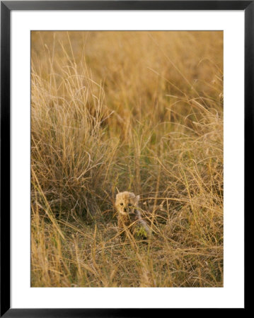 A Cheetah Cub Sits Almost Camouflaged In A Bed Of Tall Grass by Jason Edwards Pricing Limited Edition Print image