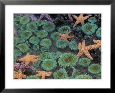 Starfish And Sea Anemones In Tidepool, Olympic National Park, Washington, Usa by Darrell Gulin Pricing Limited Edition Print image
