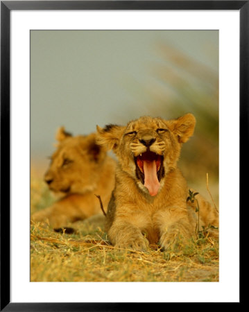 An African Lion Cub Yawns While Resting by Beverly Joubert Pricing Limited Edition Print image