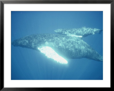 A Humpback Whale And Her Calf Swim In Clear Blue Water by Bill Curtsinger Pricing Limited Edition Print image
