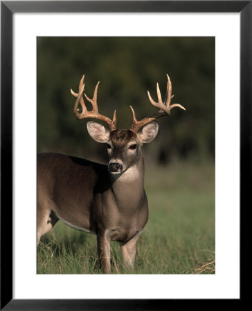 Whitetail Buck by Robert Franz Pricing Limited Edition Print image