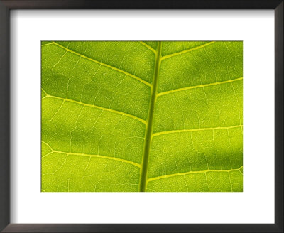 A Close View Of The Leaf Of The Rare Hawaiian Plum by Joel Sartore Pricing Limited Edition Print image