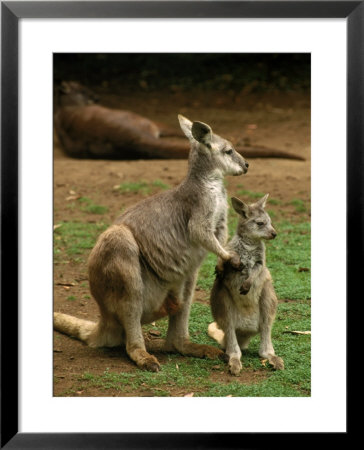 Female Kangaroo With Joey, Australia by Inga Spence Pricing Limited Edition Print image