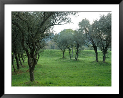 Olive Trees At St-Paul-De-Mausole Monastery, St. Remy De Provence, France by Lisa S. Engelbrecht Pricing Limited Edition Print image