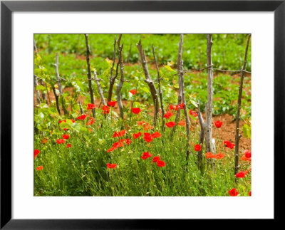 Poppy Field, Krk, Croatia by Russell Young Pricing Limited Edition Print image