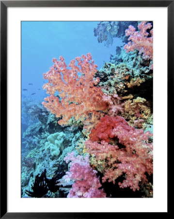 Colorful Sea Fans And Other Corals, Fiji, Oceania by Georgienne Bradley Pricing Limited Edition Print image