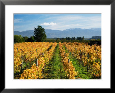Schubert Vineyard, Martinborough, Wairarapa, North Island, New Zealand by David Wall Pricing Limited Edition Print image