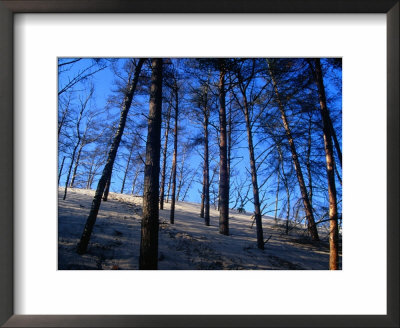 Trees Half-Buried By Shifting Sand Dunes, Slowinski National Park, Pomorskie, Poland by Krzysztof Dydynski Pricing Limited Edition Print image