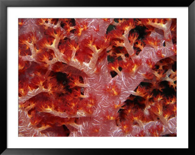 A Close View Of A Soft Coral by Wolcott Henry Pricing Limited Edition Print image
