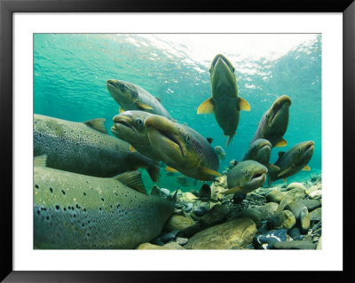 School Of Atlantic Salmon Hold In A Clear River Waiting For The Right Time To Spawn by Paul Nicklen Pricing Limited Edition Print image