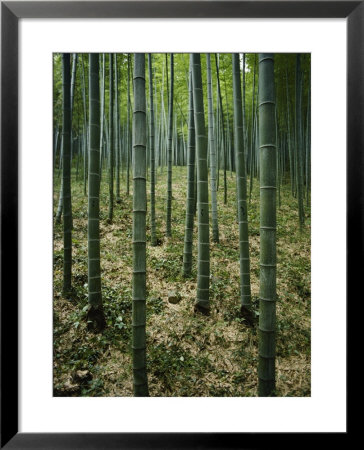Slender Green Trunks In A Bamboo Forest by Luis Marden Pricing Limited Edition Print image
