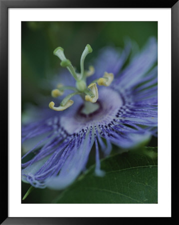 Close View Of A Passion Flower On Cumberland Island by Michael Melford Pricing Limited Edition Print image
