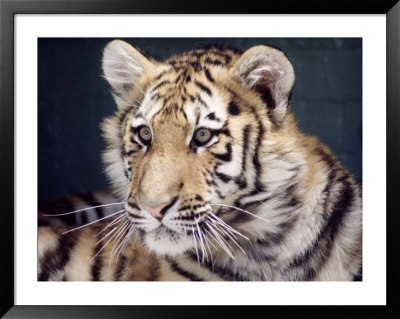 Cinquenta, Tigre Real by Tony Ruta Pricing Limited Edition Print image