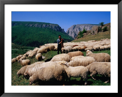 Shepherd With His Flock Of Sheep, Turda, Romania by Pershouse Craig Pricing Limited Edition Print image