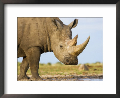 White Rhinoceros, Etosha National Park, Namibia by Tony Heald Pricing Limited Edition Print image