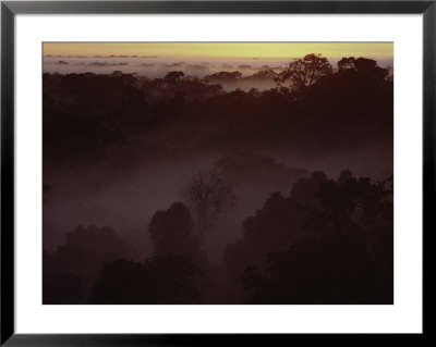Fog Hovers In The Treetops Of A Peruvian Amazon Basin Rainforest by Maria Stenzel Pricing Limited Edition Print image