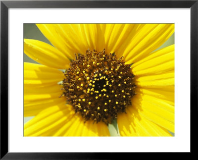 Close View Of A Sunflower by Marc Moritsch Pricing Limited Edition Print image