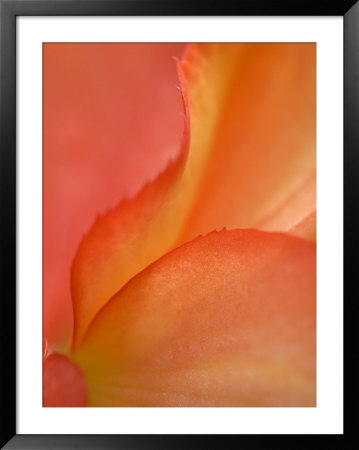 Begonia Petal Close-Up by Nancy Rotenberg Pricing Limited Edition Print image