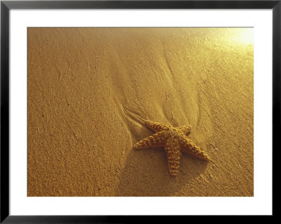 Starfish And Sand At Sunset, Maui, Hawaii, Usa by Darrell Gulin Pricing Limited Edition Print image