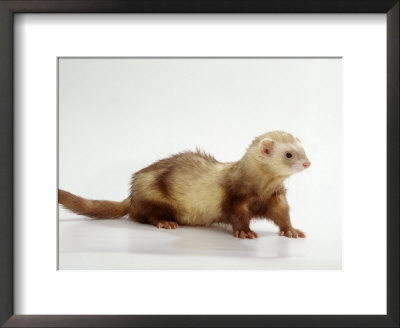 Ferret by Steimer Pricing Limited Edition Print image