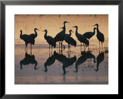Silhouetted Greater Sandhill Cranes In The Water by Joel Sartore Pricing Limited Edition Print image