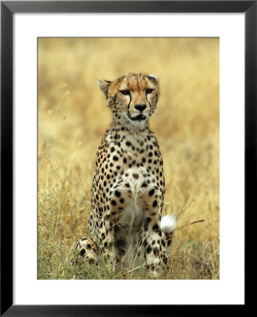 Cheetah, Ngorongoro Crater, Africa by Keith Levit Pricing Limited Edition Print image
