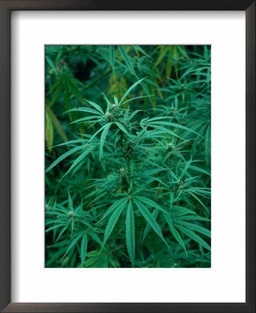 Marijuana Plants Growing Wild, Nepal by Shannon Nace Pricing Limited Edition Print image