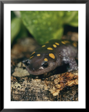 A Captive Spotted Salamander by Roy Toft Pricing Limited Edition Print image